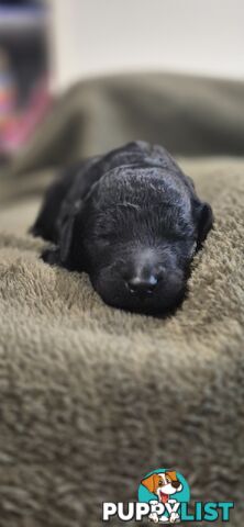 Standard Poodle Pups