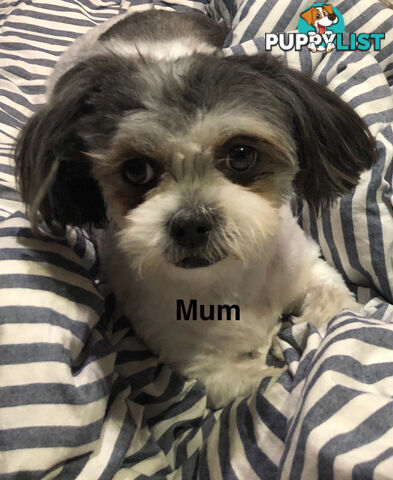 Maltese shih tzu puppies