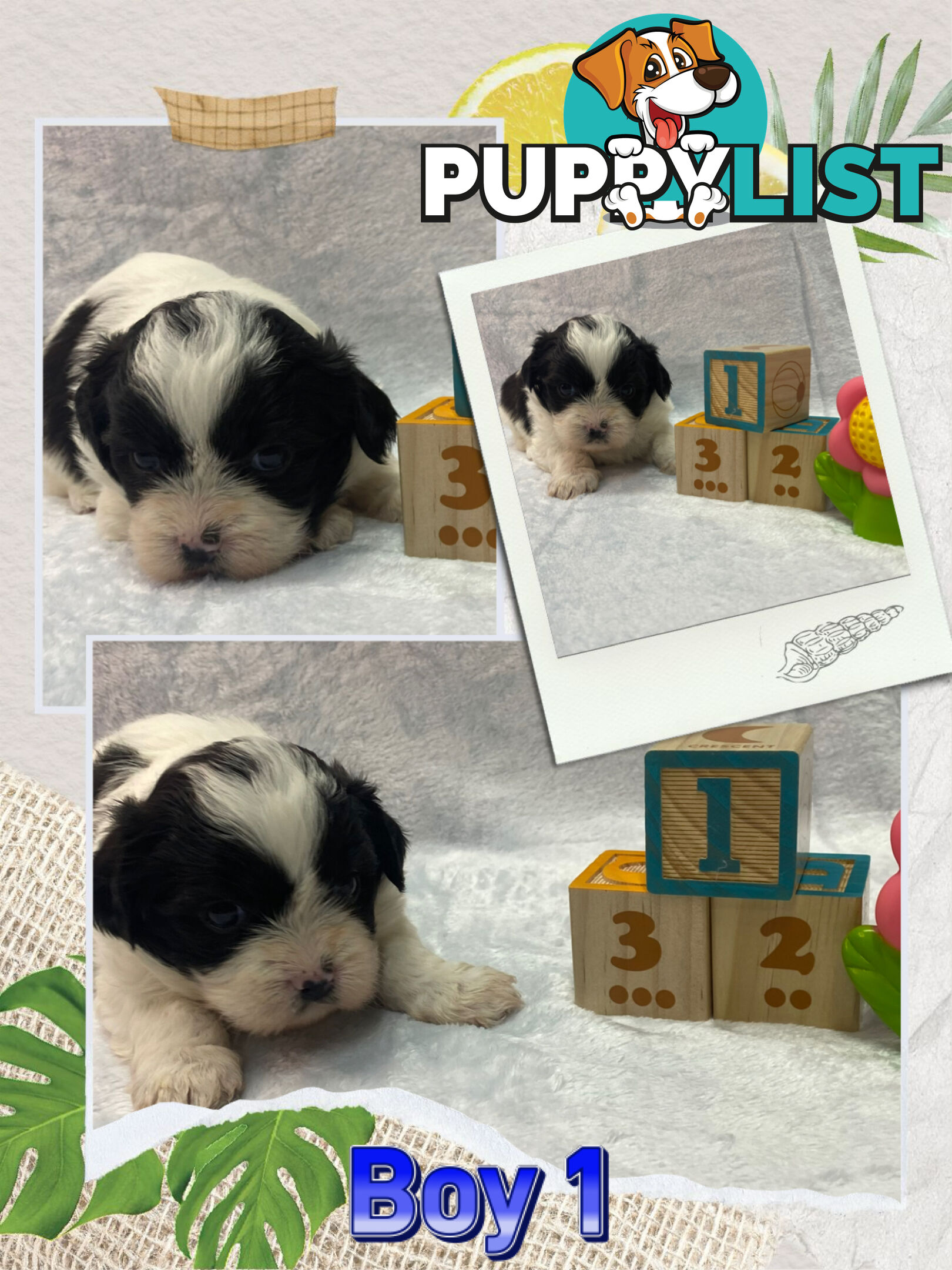 Maltese shih tzu puppies