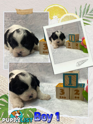 Maltese shih tzu puppies
