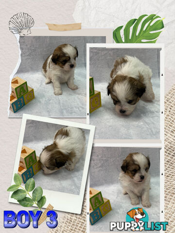 Maltese shih tzu puppies
