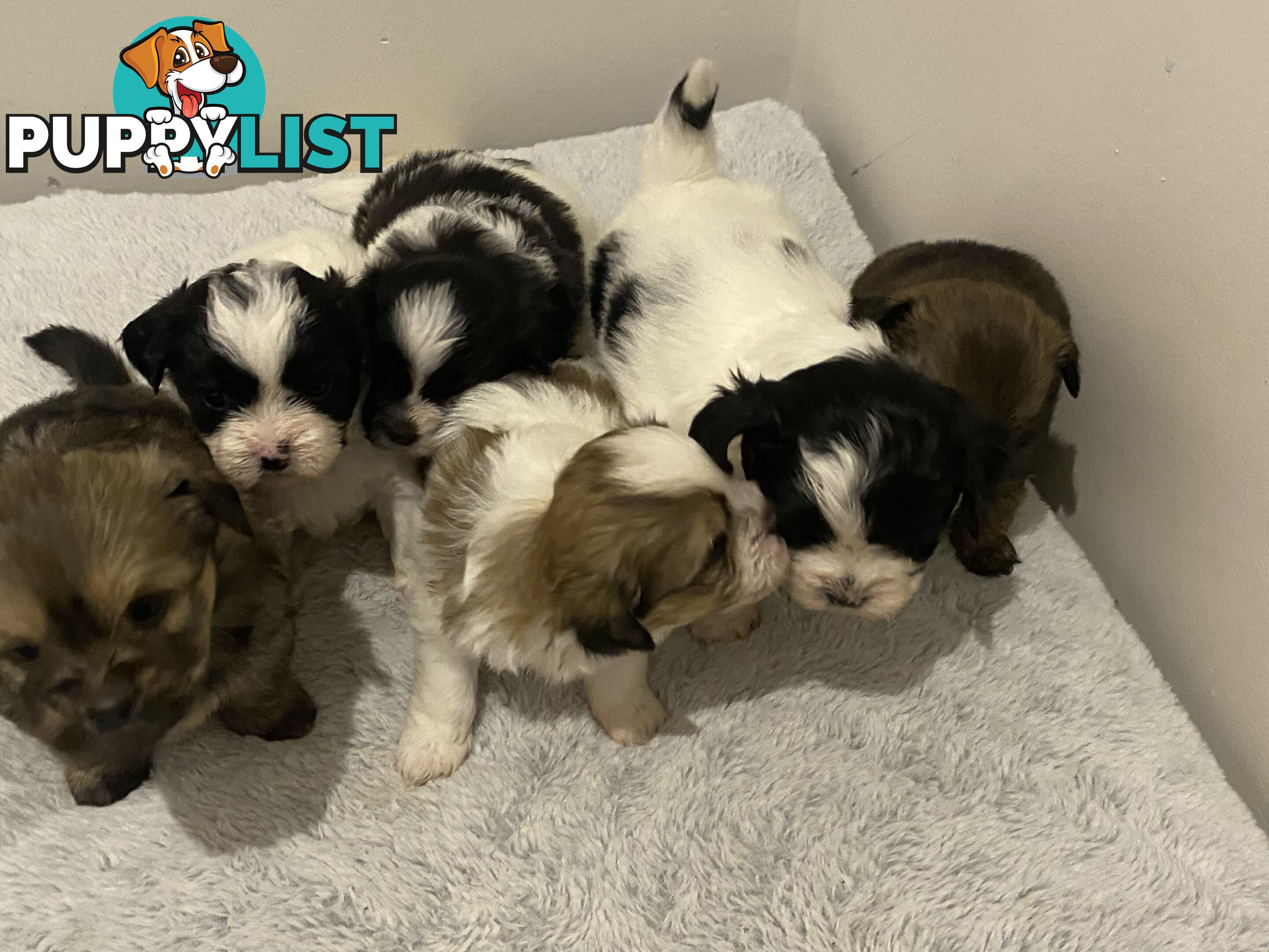 Maltese shih tzu puppies