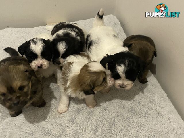 Maltese shih tzu puppies