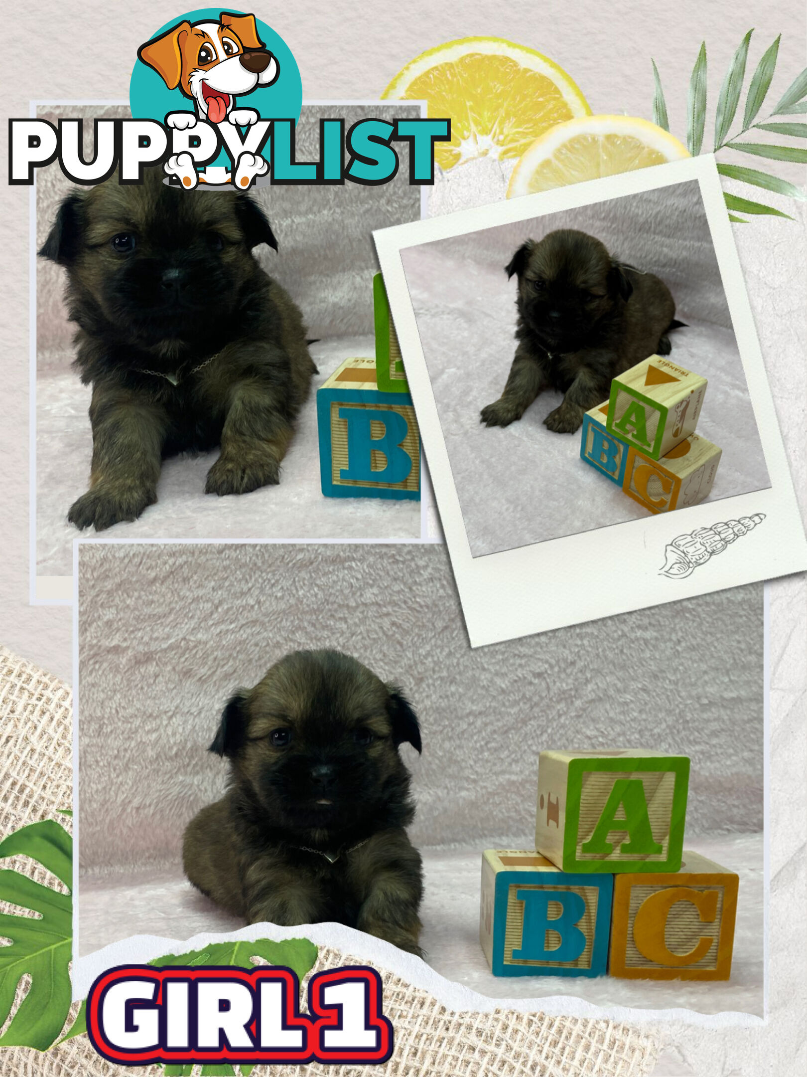 Maltese shih tzu puppies
