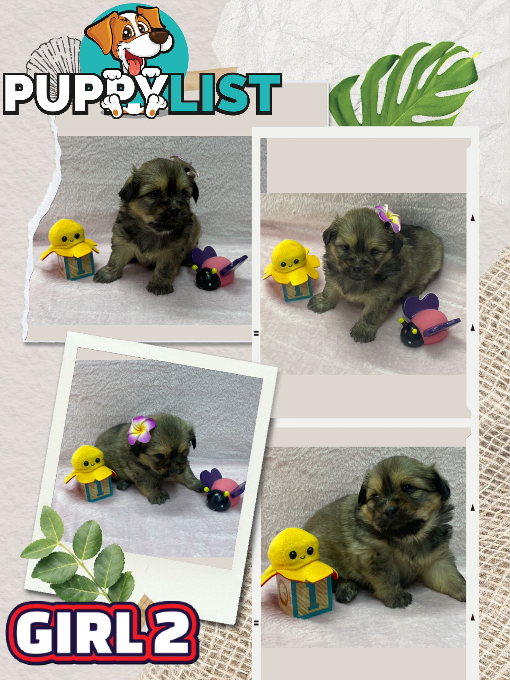 Maltese shih tzu puppies