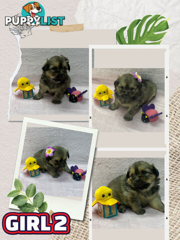 Maltese shih tzu puppies