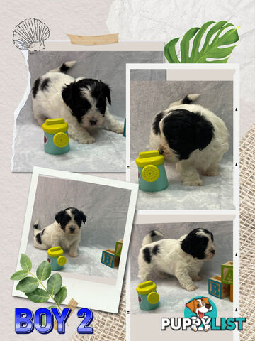 Maltese shih tzu puppies