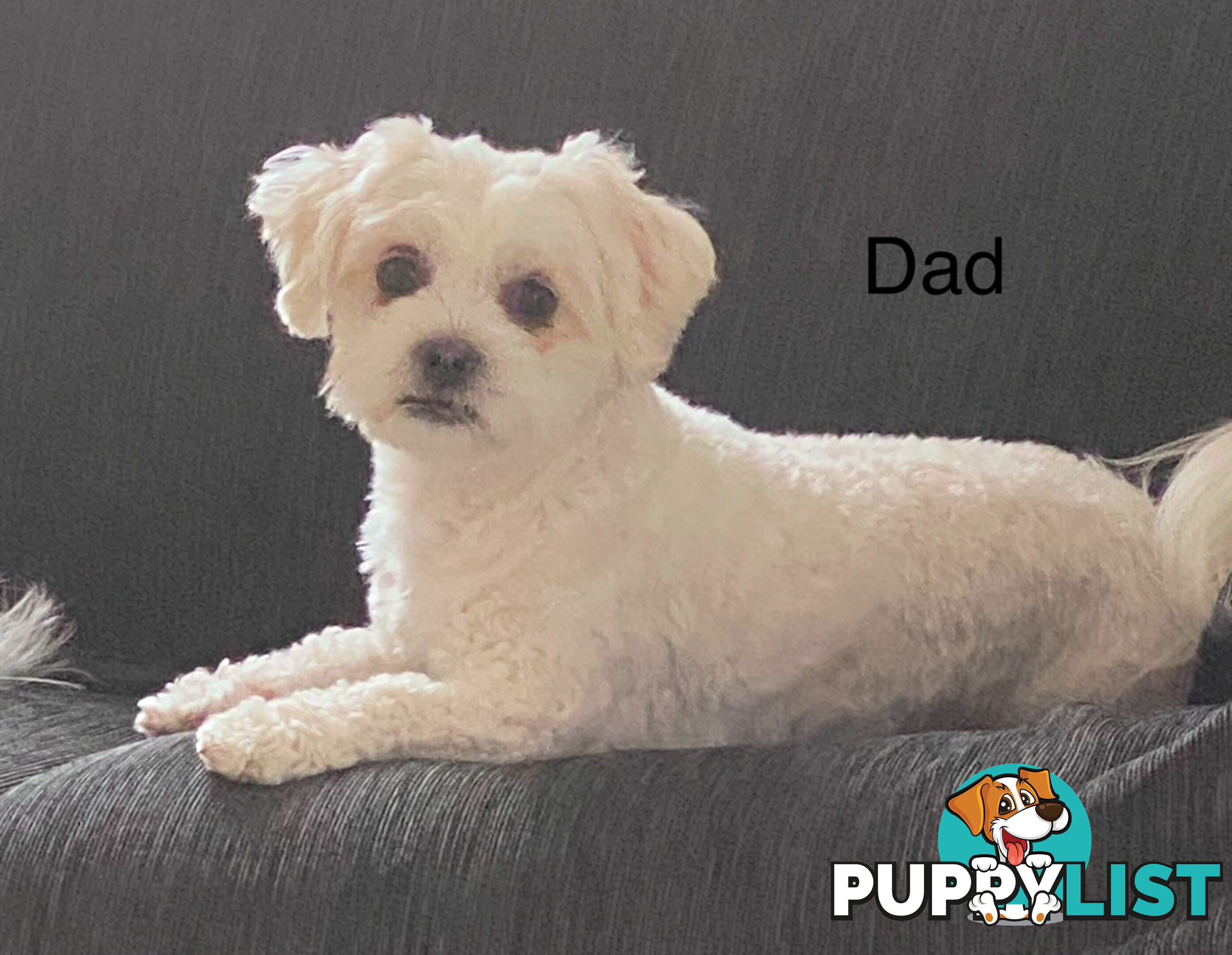 Maltese shih tzu puppies