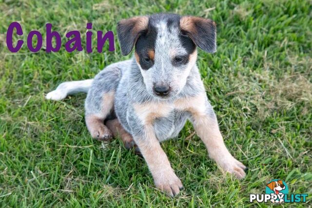 10 Week Old Blue Purebred Male Heeler Pup FOR SALE