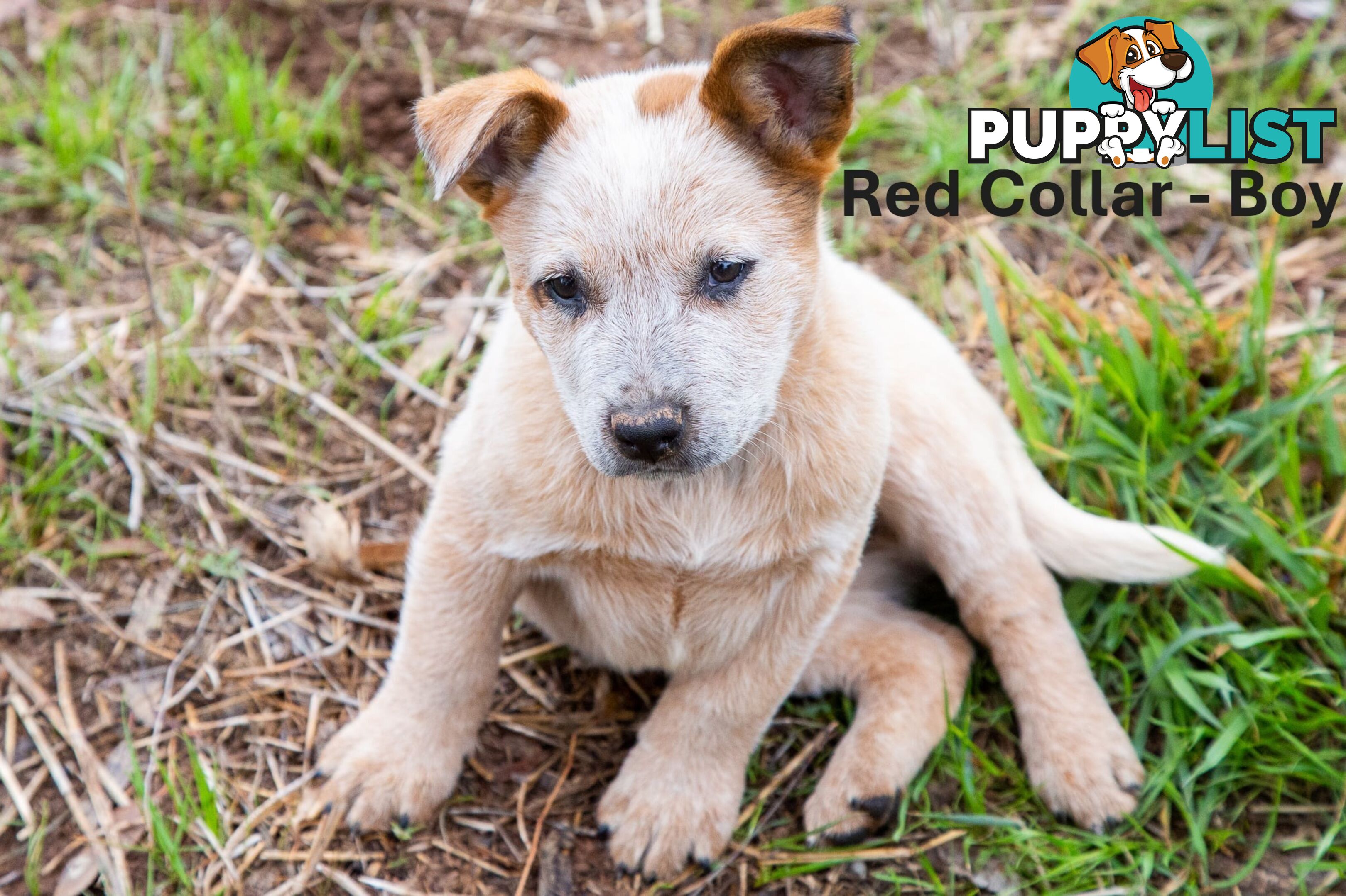 3 Purebred Red Heeler Cattle Dog Pups FOR SALE