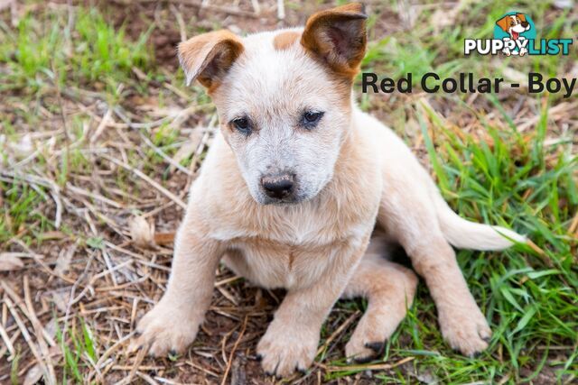 3 Purebred Red Heeler Cattle Dog Pups FOR SALE