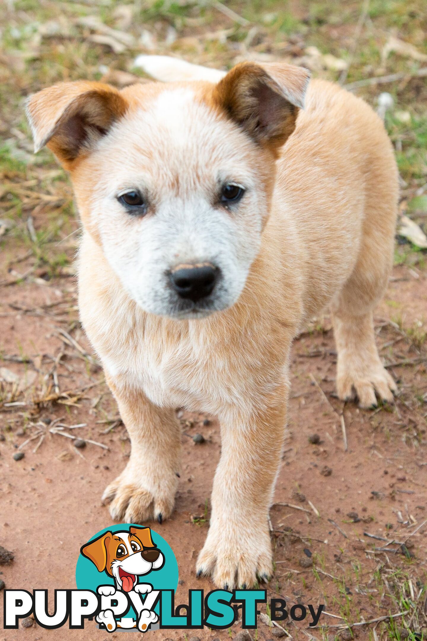 3 Purebred Red Heeler Cattle Dog Pups FOR SALE