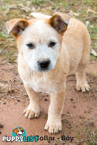 3 Purebred Red Heeler Cattle Dog Pups FOR SALE