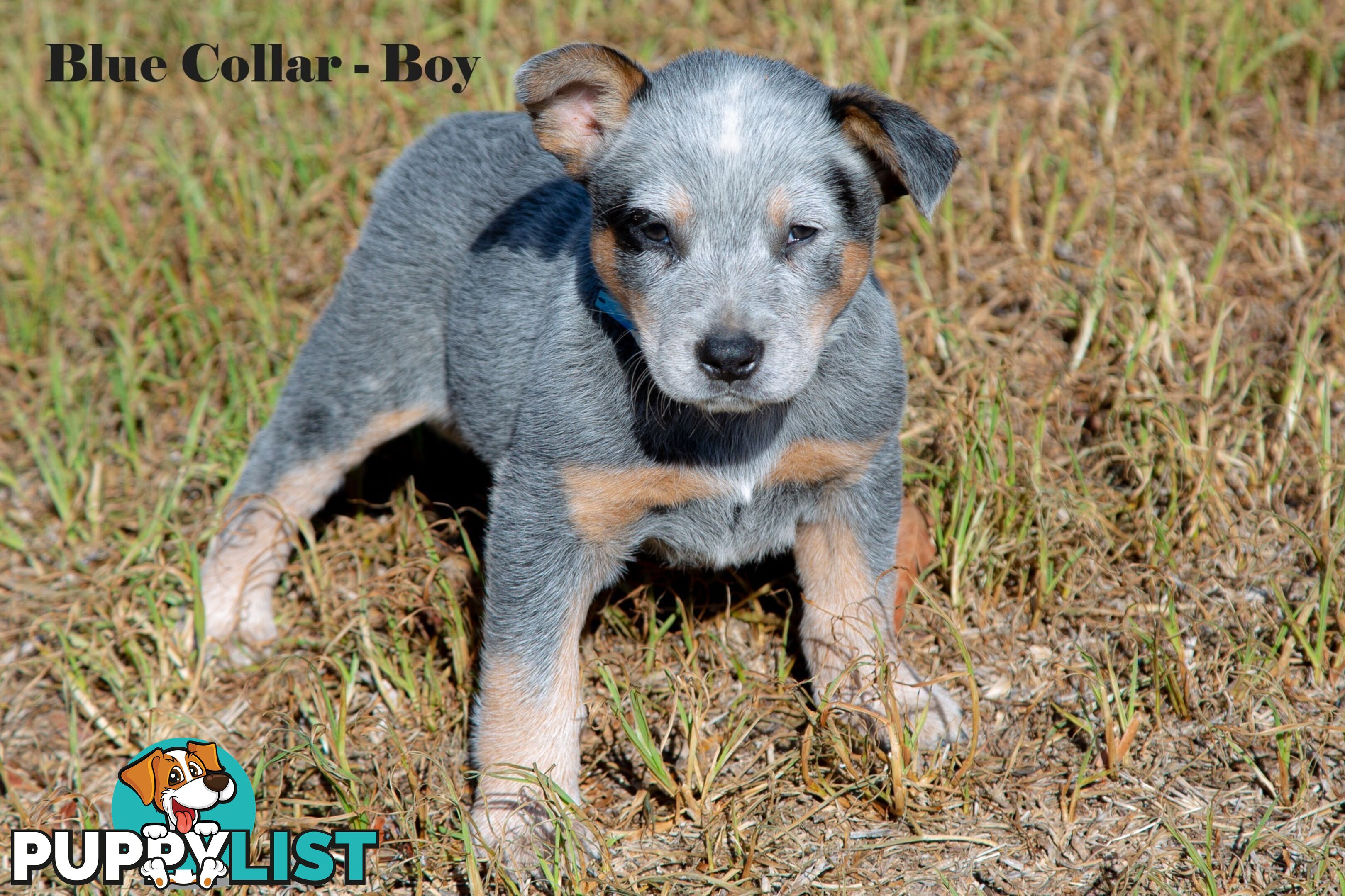 7 Purebred Blue and Red Heeler Cattle Dog Pups FOR SALE