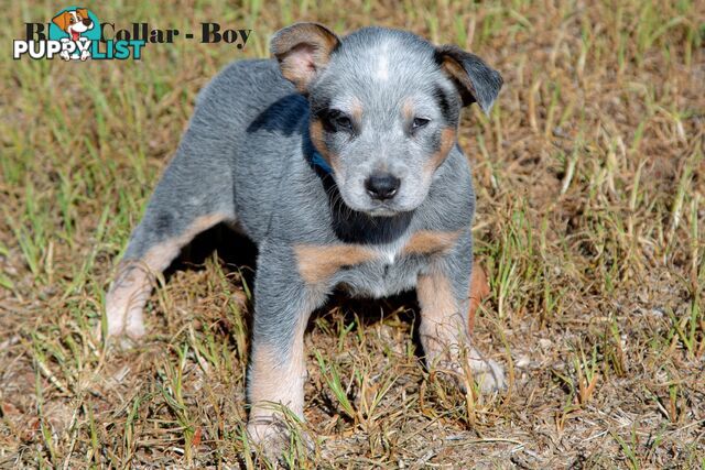 7 Purebred Blue and Red Heeler Cattle Dog Pups FOR SALE