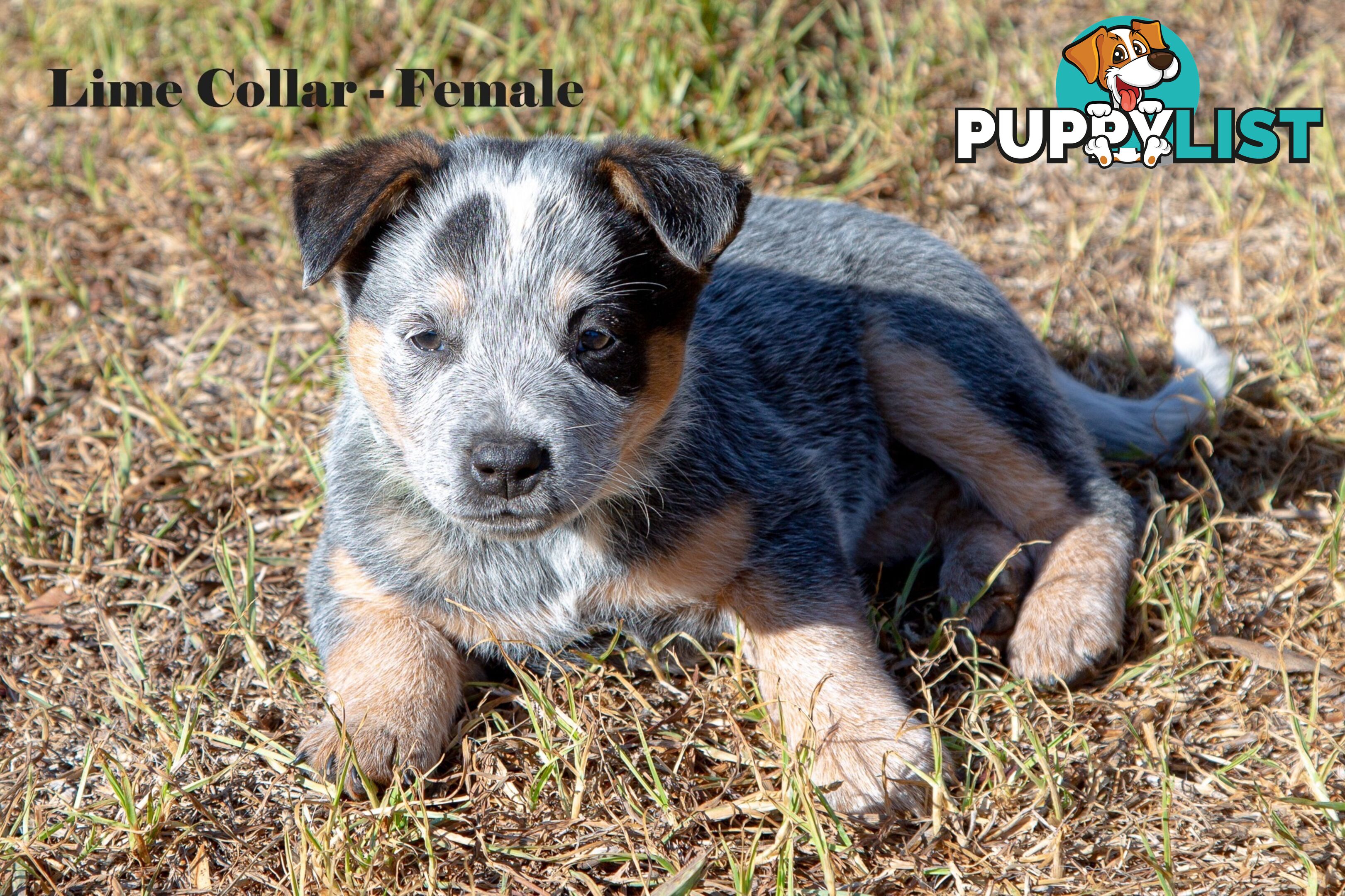 7 Purebred Blue and Red Heeler Cattle Dog Pups FOR SALE