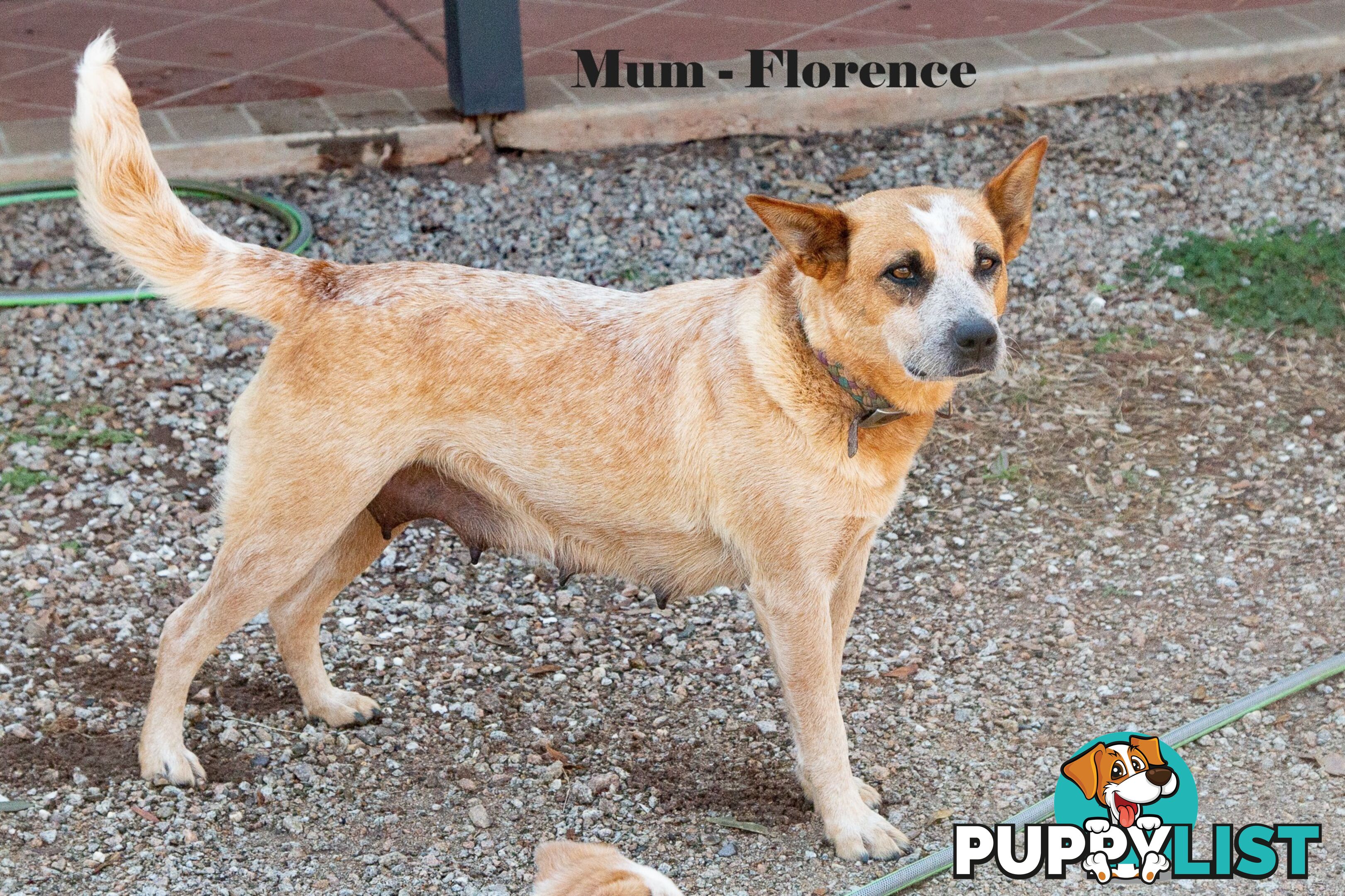 7 Purebred Blue and Red Heeler Cattle Dog Pups FOR SALE
