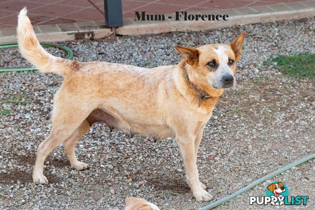 7 Purebred Blue and Red Heeler Cattle Dog Pups FOR SALE