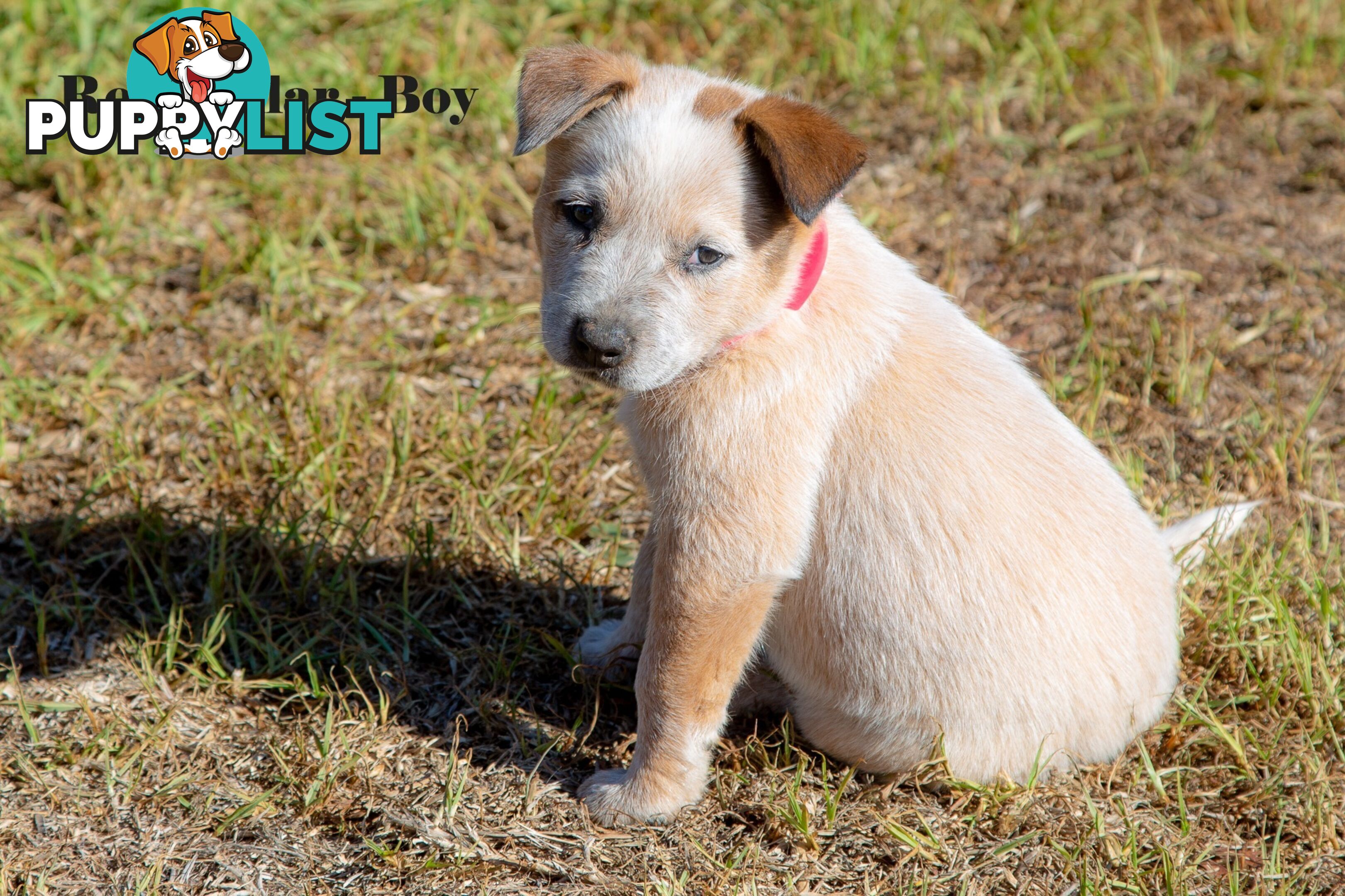 7 Purebred Blue and Red Heeler Cattle Dog Pups FOR SALE