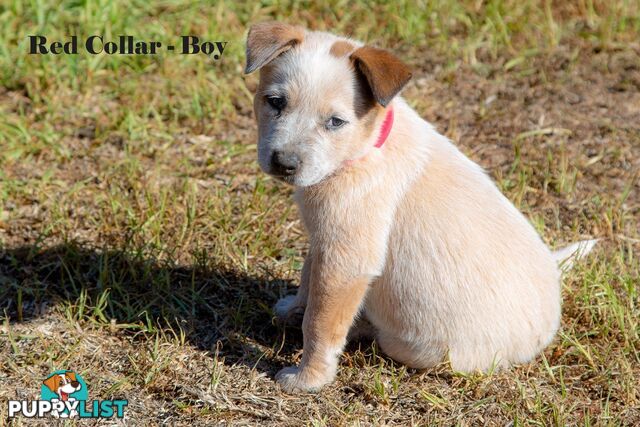 7 Purebred Blue and Red Heeler Cattle Dog Pups FOR SALE