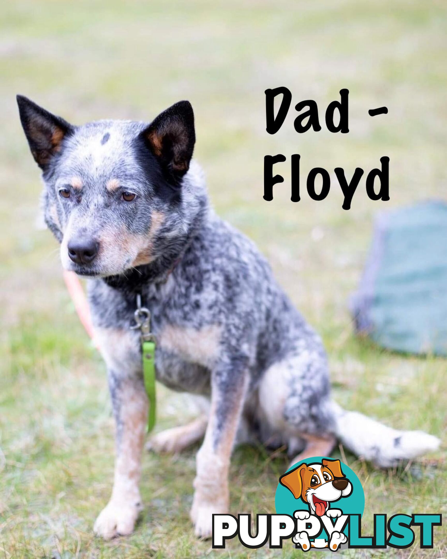 7 Purebred Blue and Red Heeler Cattle Dog Pups FOR SALE