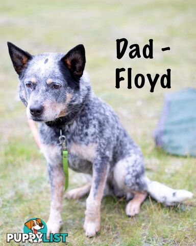 7 Purebred Blue and Red Heeler Cattle Dog Pups FOR SALE