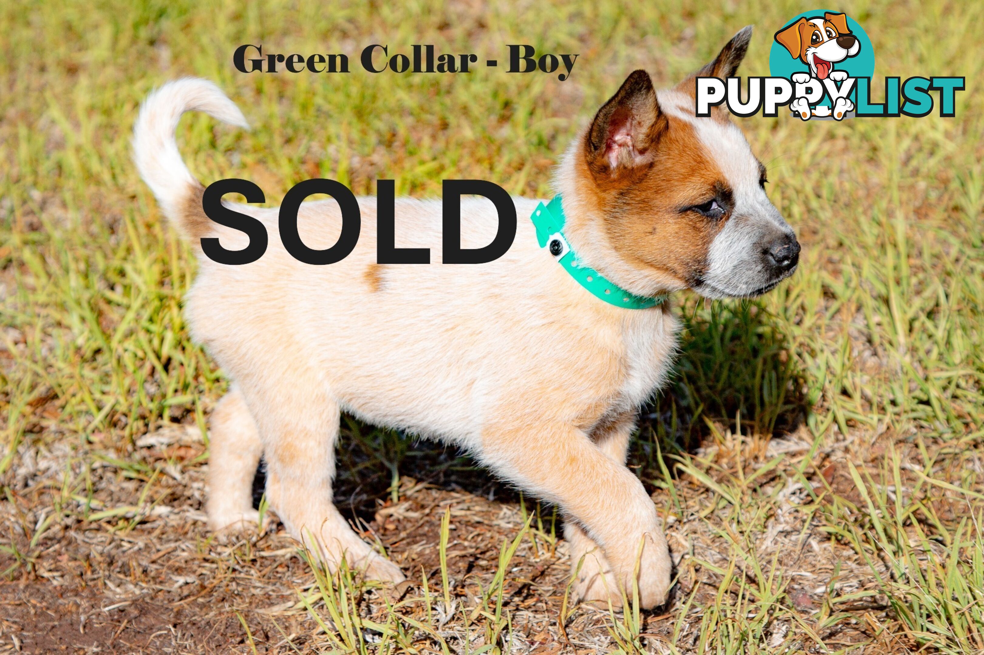 7 Purebred Blue and Red Heeler Cattle Dog Pups FOR SALE
