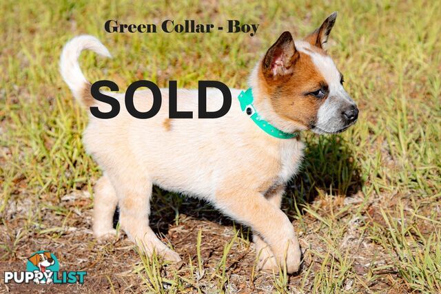 7 Purebred Blue and Red Heeler Cattle Dog Pups FOR SALE