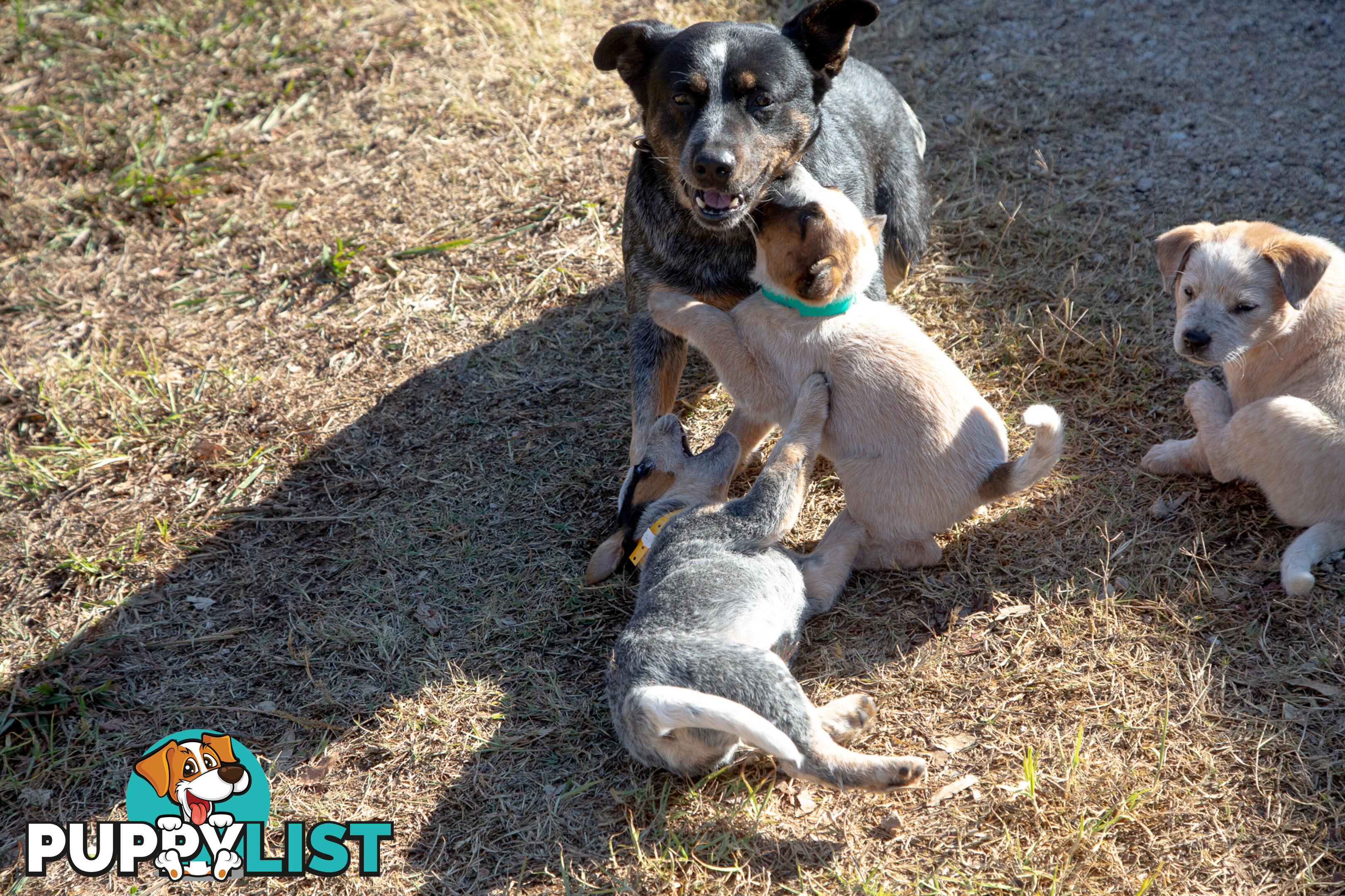 3 Purebred Red Heeler Cattle Dog Pups FOR SALE