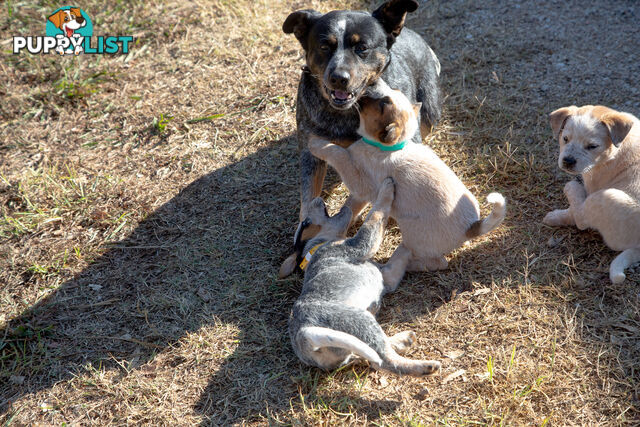 3 Purebred Red Heeler Cattle Dog Pups FOR SALE