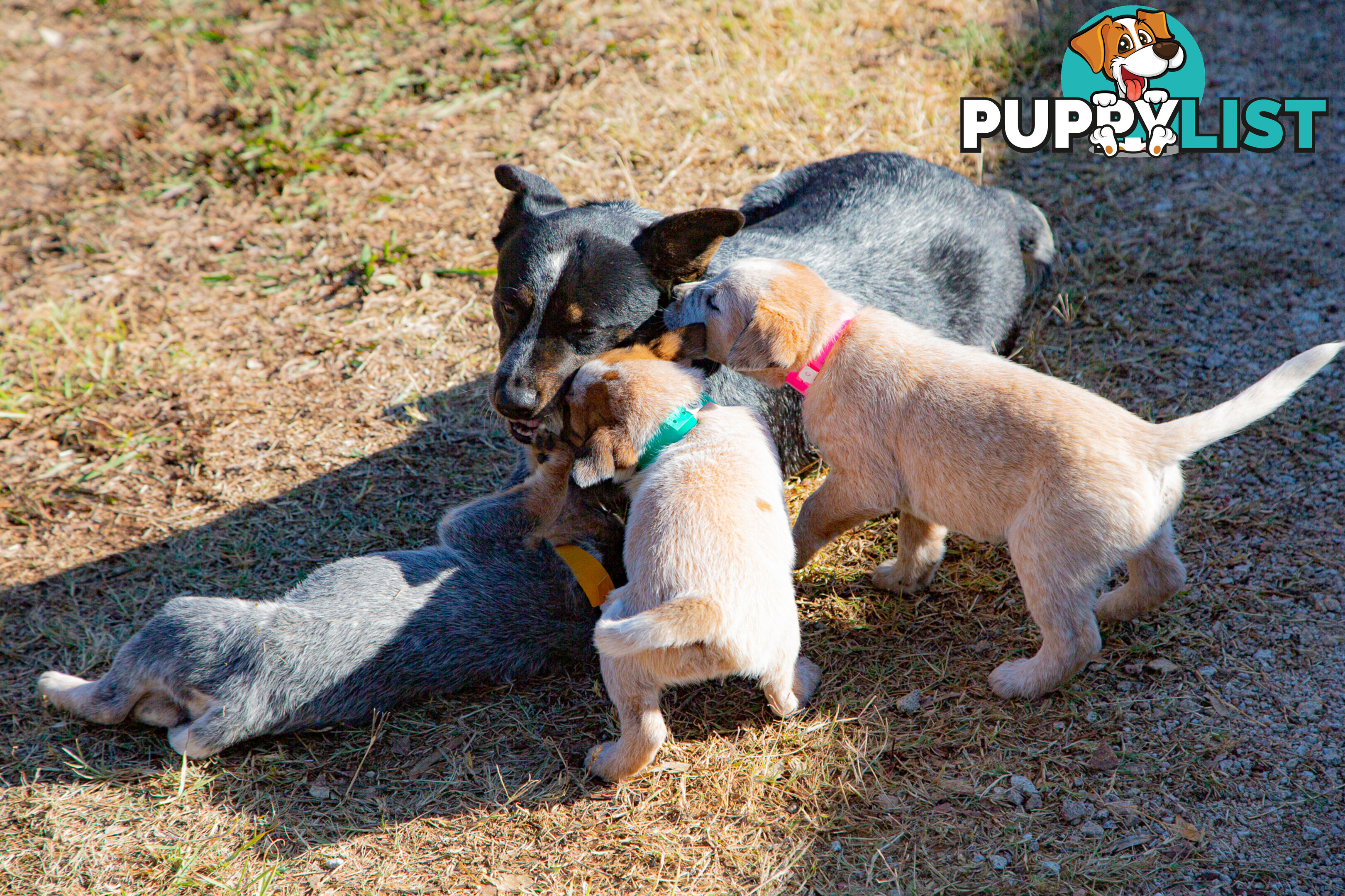 3 Purebred Red Heeler Cattle Dog Pups FOR SALE