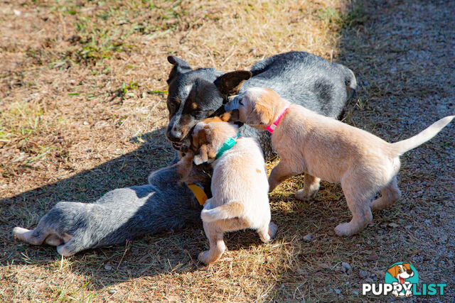 3 Purebred Red Heeler Cattle Dog Pups FOR SALE