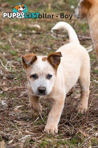 3 Purebred Red Heeler Cattle Dog Pups FOR SALE