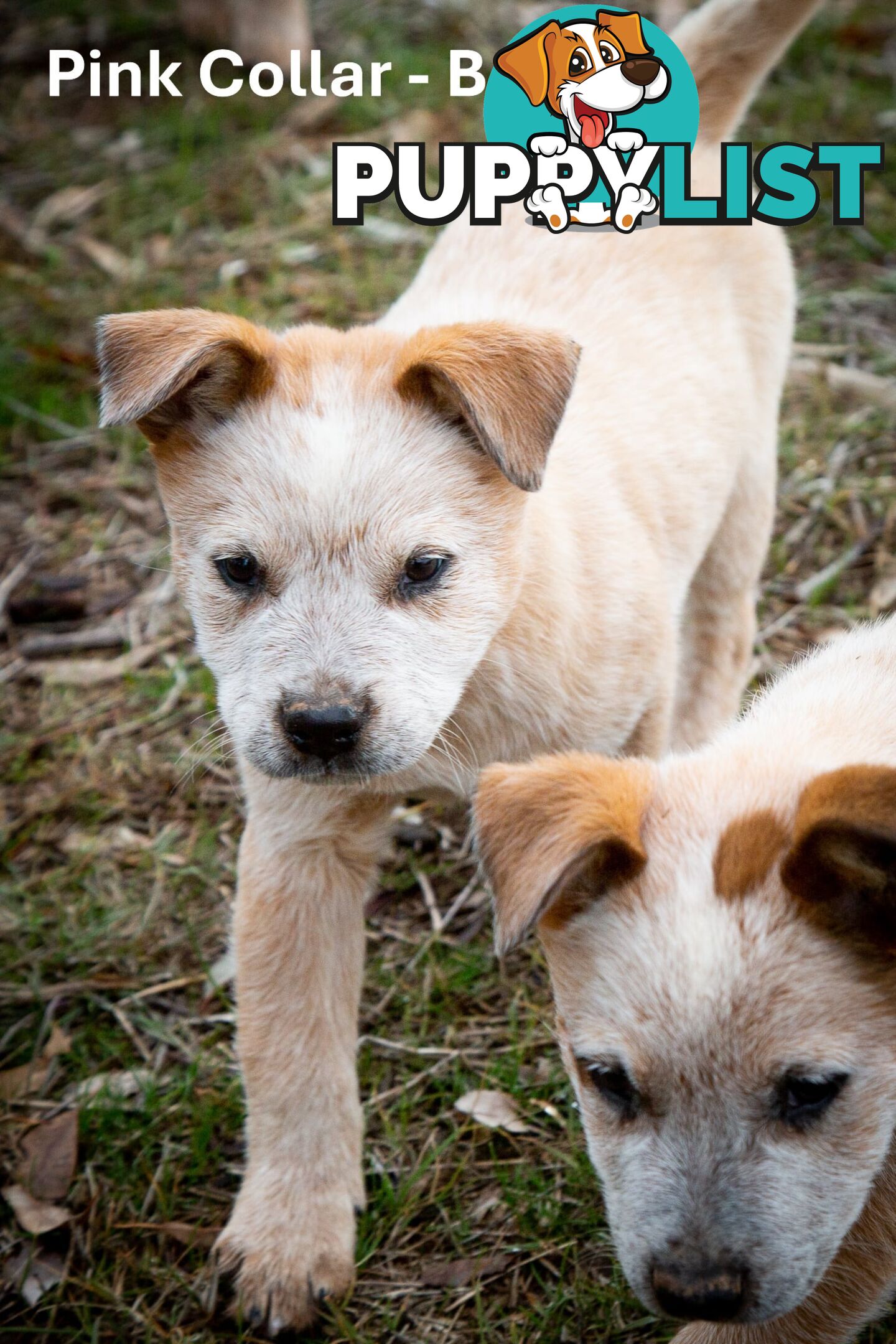 3 Purebred Red Heeler Cattle Dog Pups FOR SALE