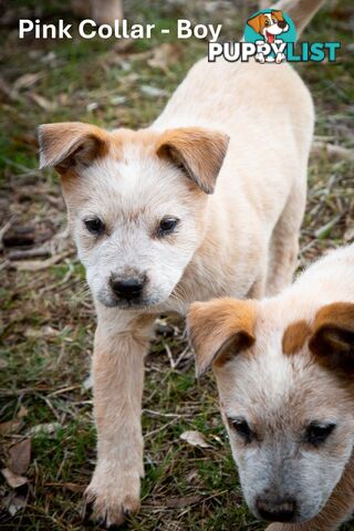 3 Purebred Red Heeler Cattle Dog Pups FOR SALE