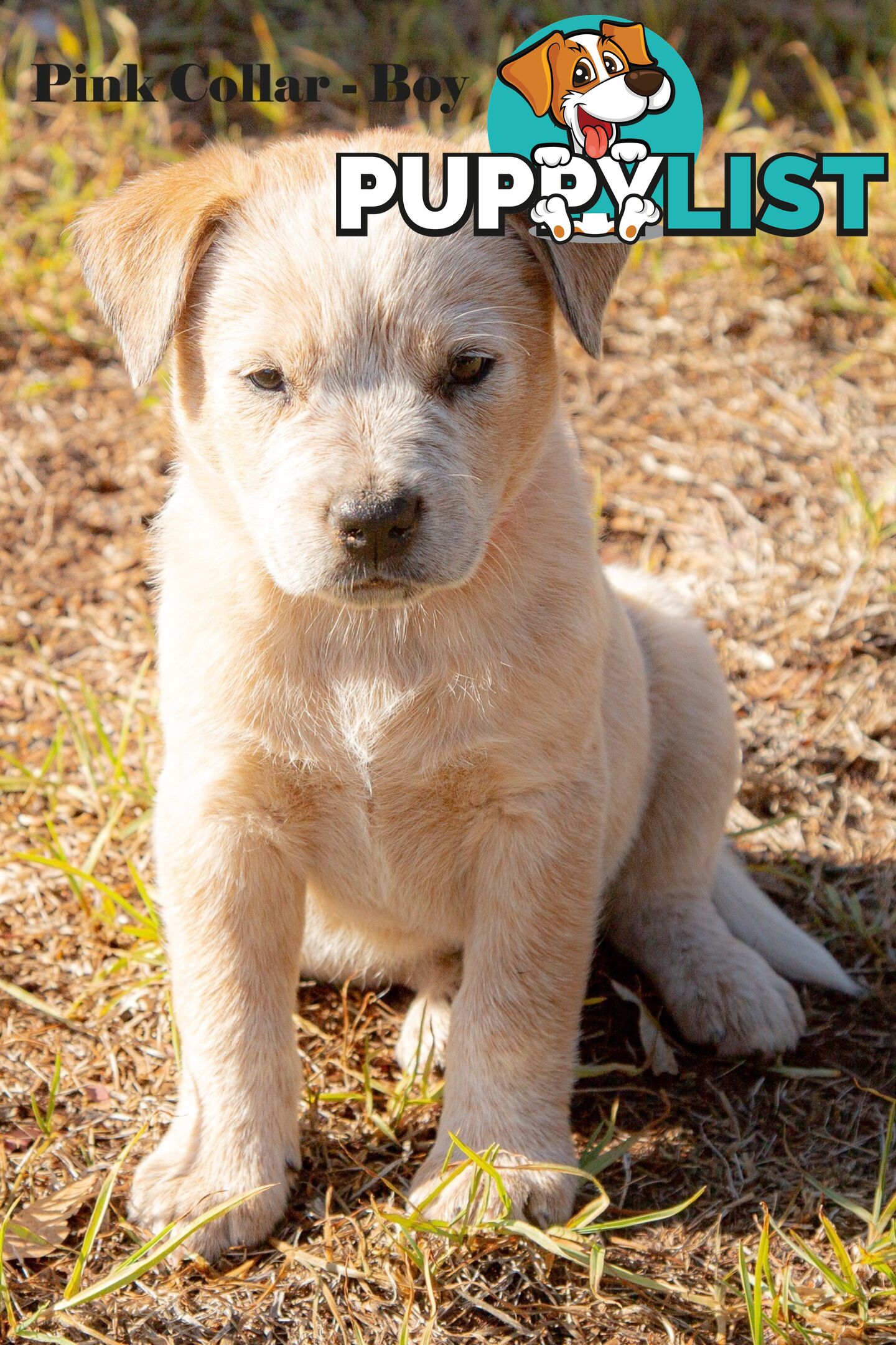 7 Purebred Blue and Red Heeler Cattle Dog Pups FOR SALE