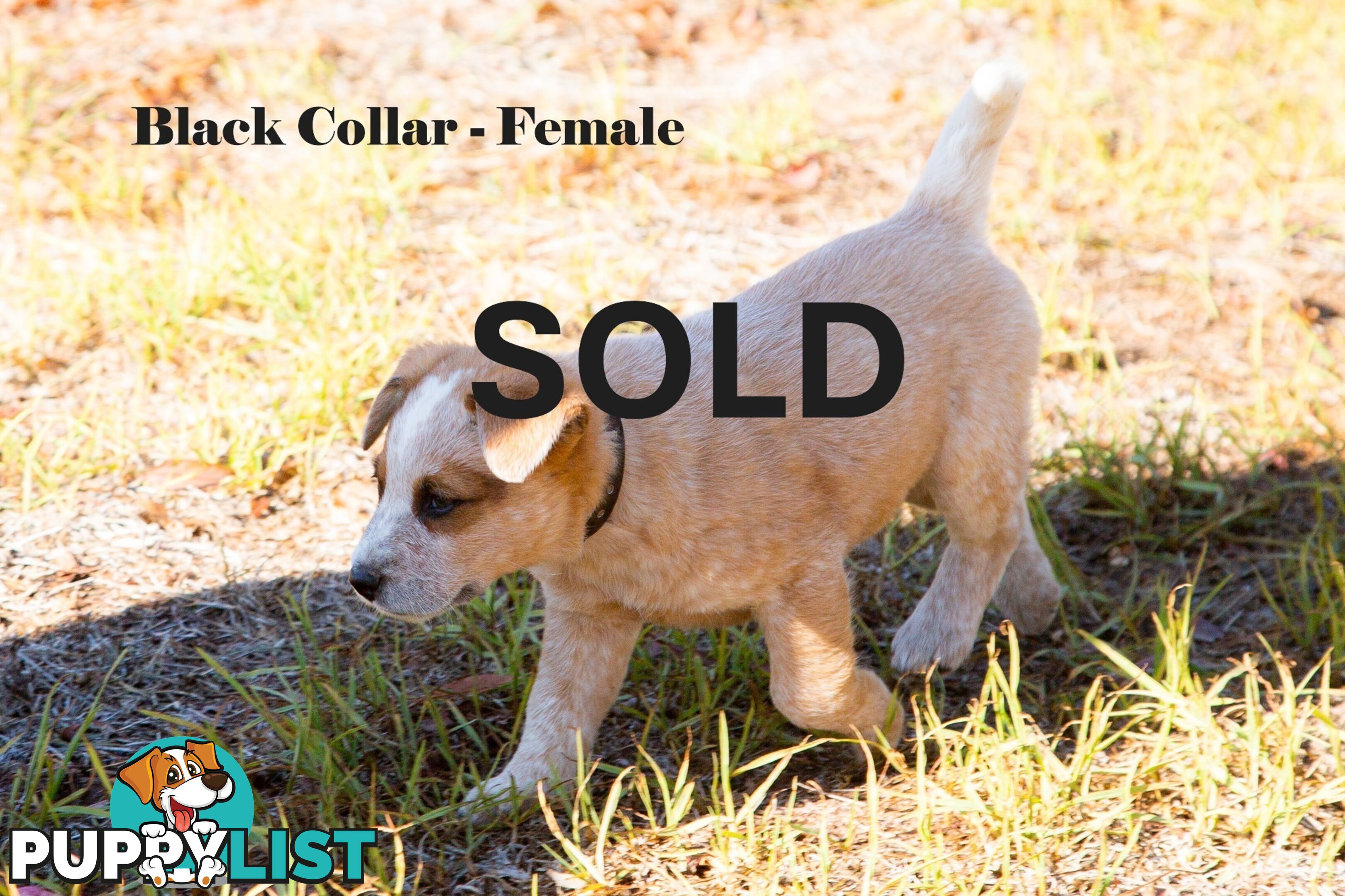 7 Purebred Blue and Red Heeler Cattle Dog Pups FOR SALE