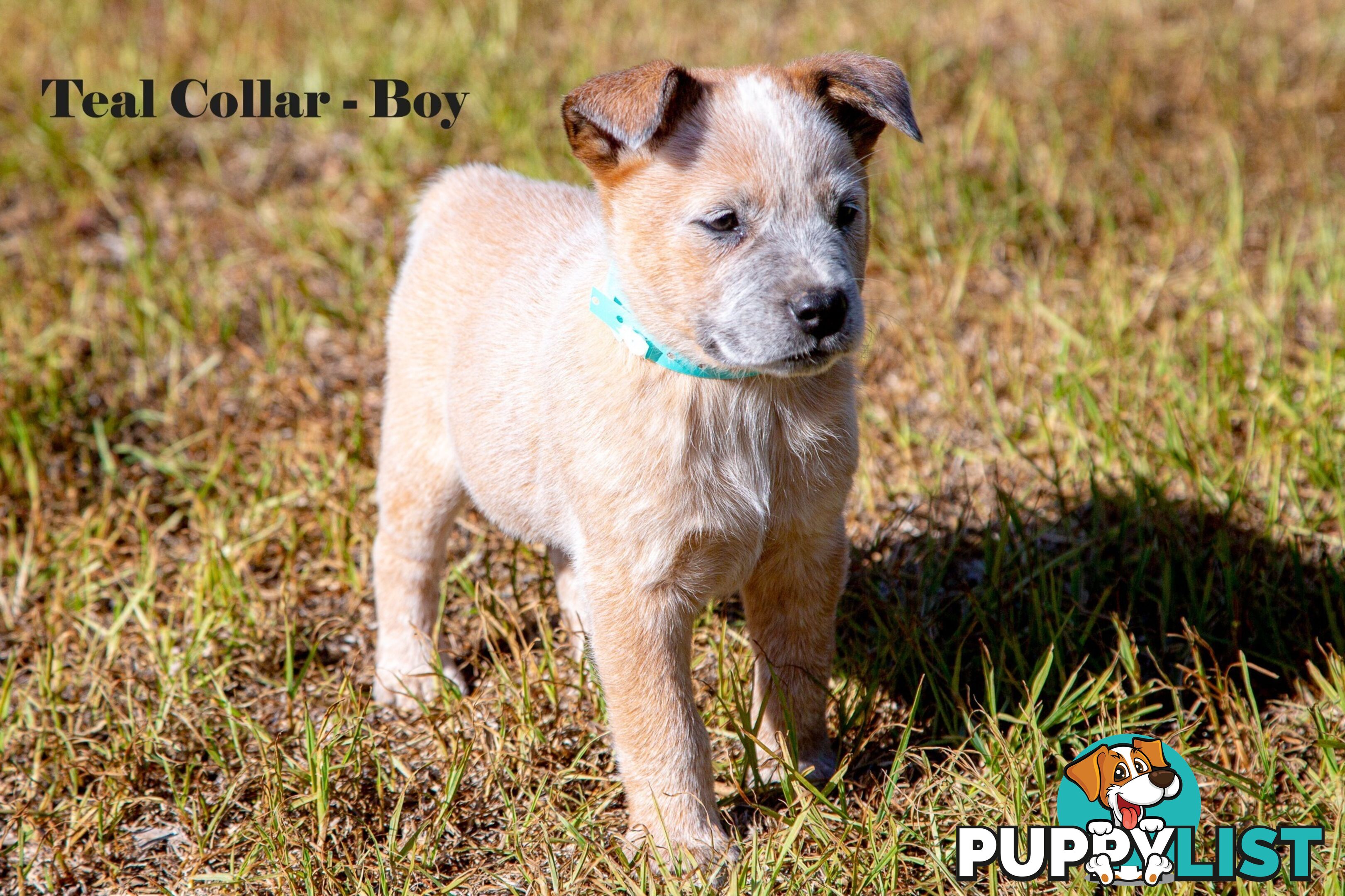7 Purebred Blue and Red Heeler Cattle Dog Pups FOR SALE