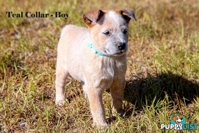 7 Purebred Blue and Red Heeler Cattle Dog Pups FOR SALE