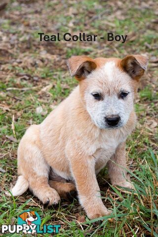 3 Purebred Red Heeler Cattle Dog Pups FOR SALE