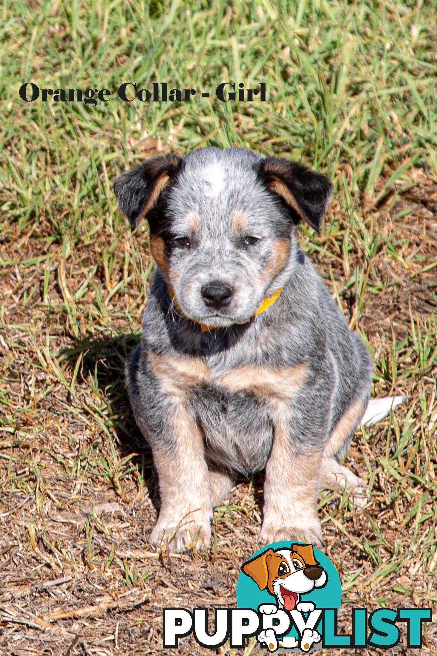 7 Purebred Blue and Red Heeler Cattle Dog Pups FOR SALE