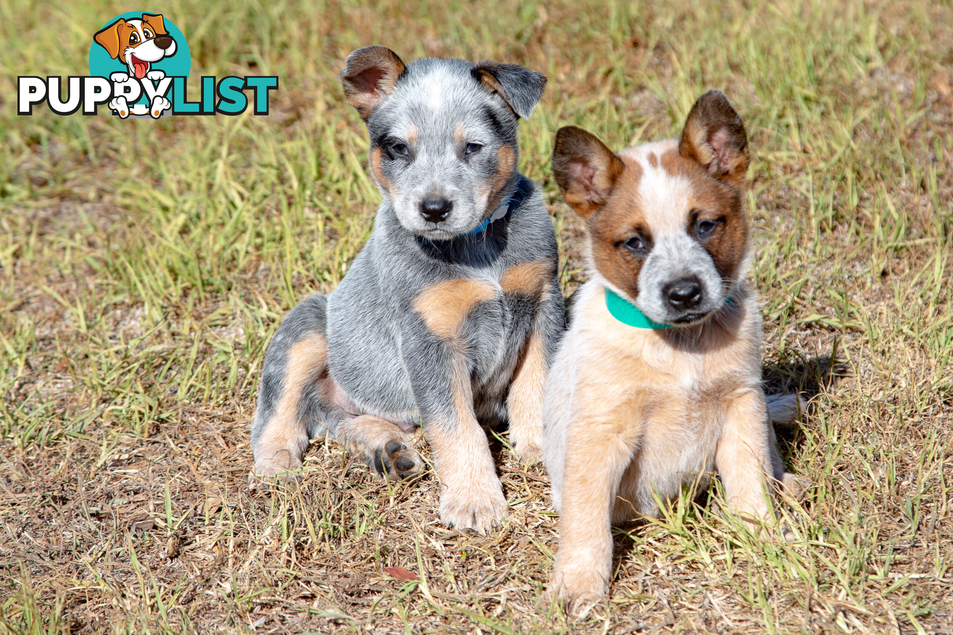 7 Purebred Blue and Red Heeler Cattle Dog Pups FOR SALE