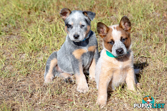 Purebred Blue and Red Heeler Cattle Dog Pups FOR SALE