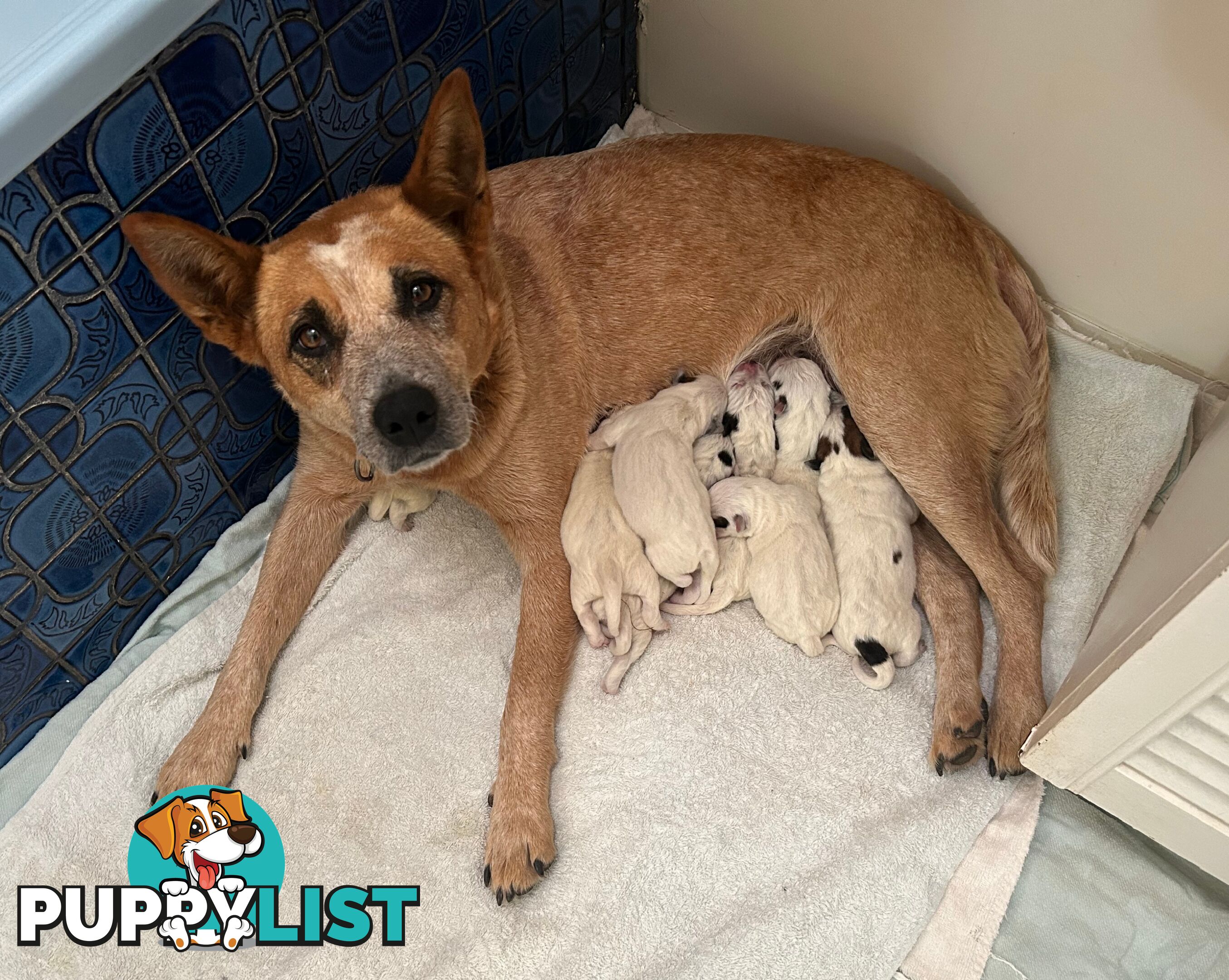 3 Purebred Red Heeler Cattle Dog Pups FOR SALE