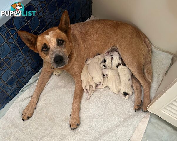 3 Purebred Red Heeler Cattle Dog Pups FOR SALE