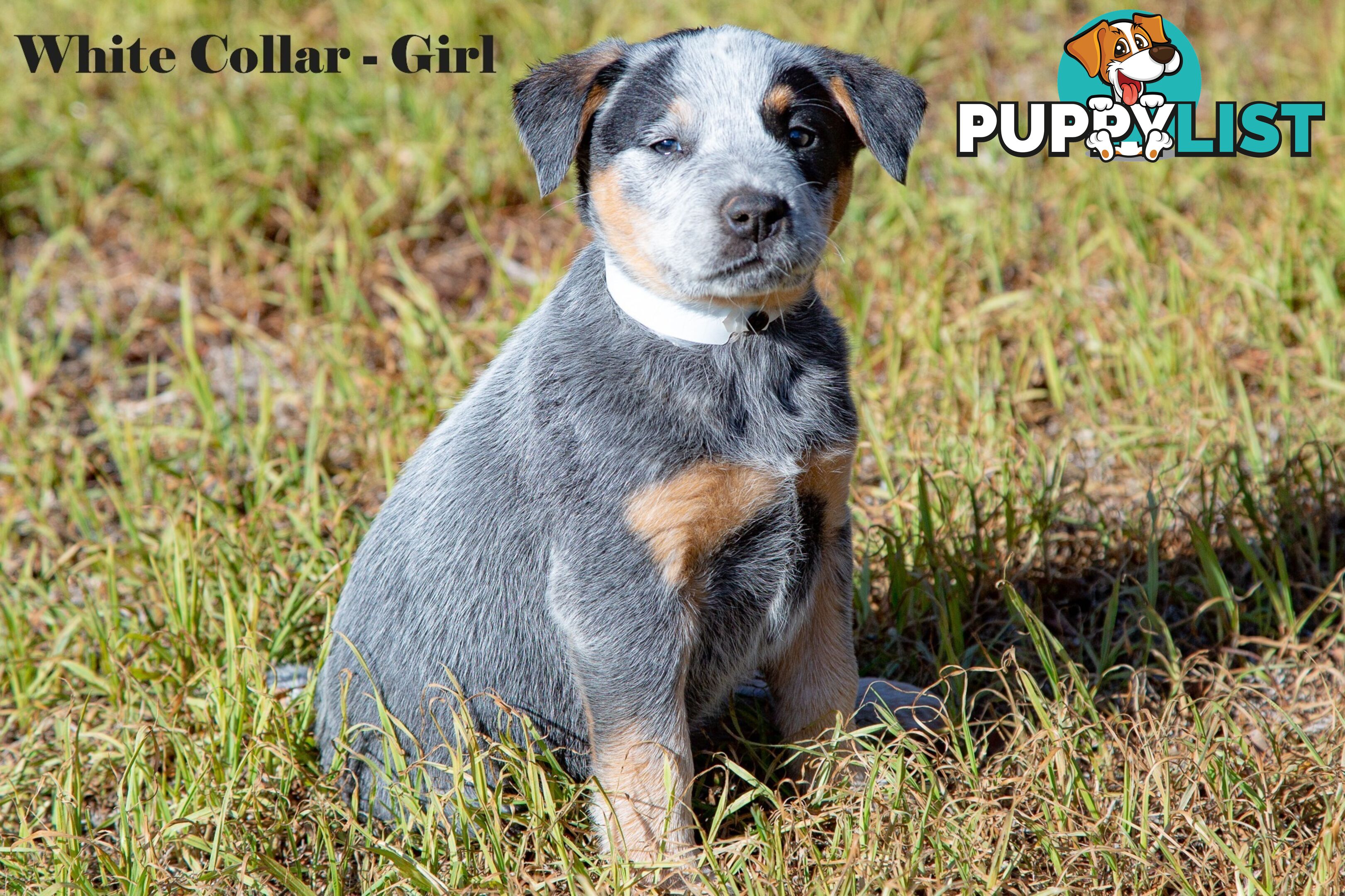 7 Purebred Blue and Red Heeler Cattle Dog Pups FOR SALE