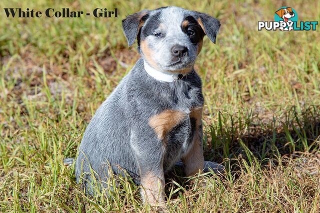 7 Purebred Blue and Red Heeler Cattle Dog Pups FOR SALE