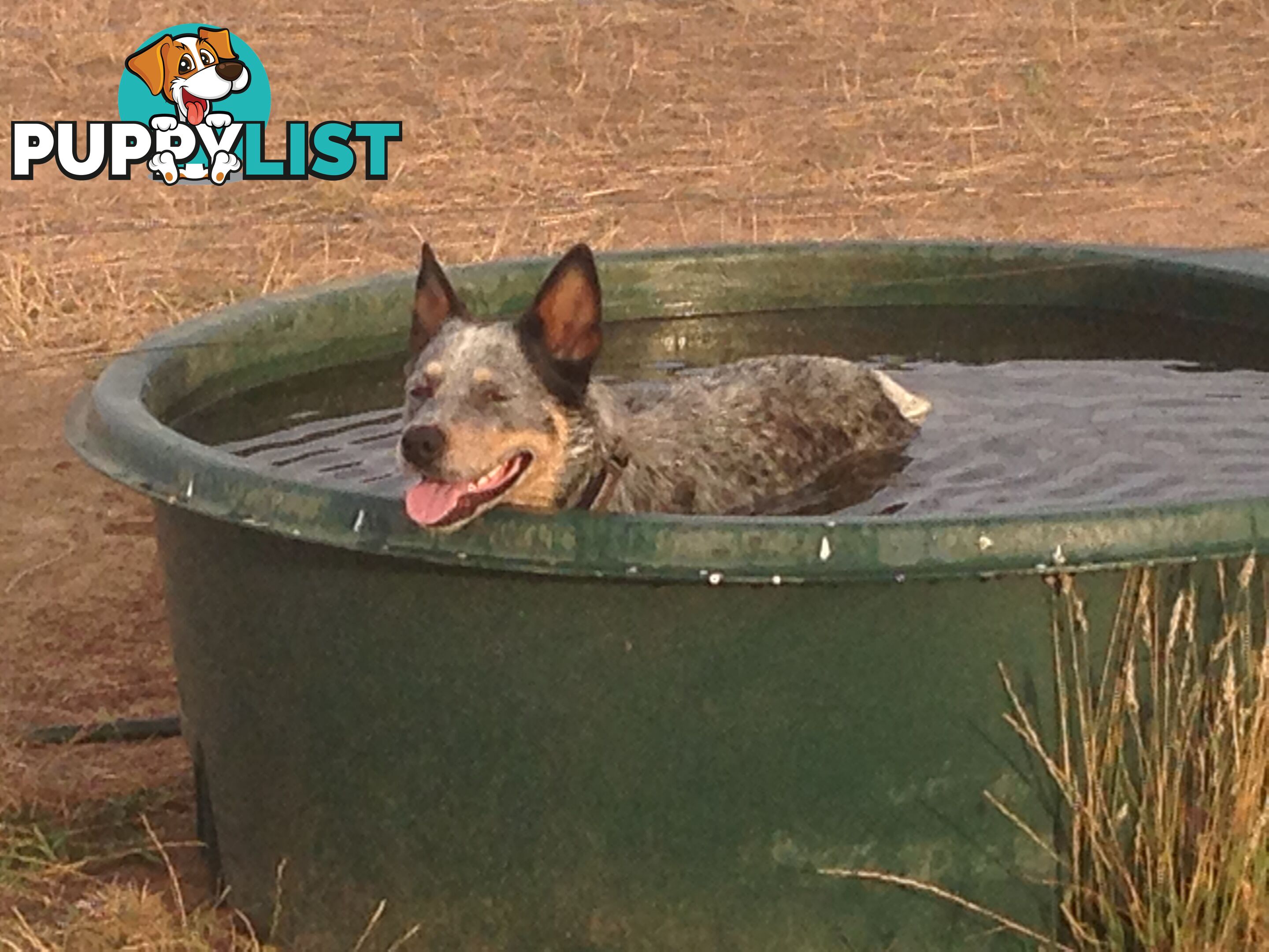 3 Purebred Red Heeler Cattle Dog Pups FOR SALE