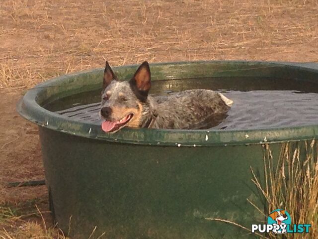 3 Purebred Red Heeler Cattle Dog Pups FOR SALE