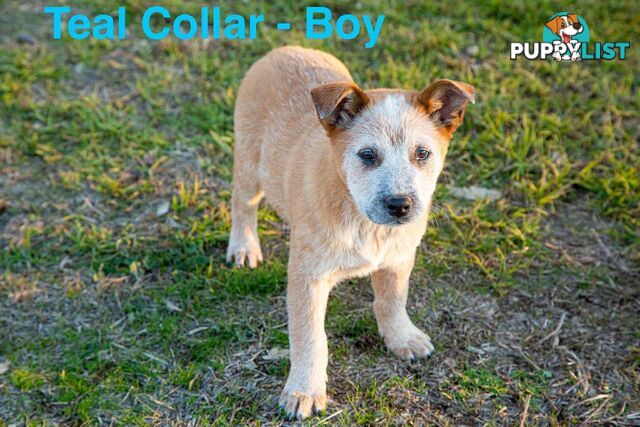 Purebred Red Heeler Australian Cattle Dog Pup - FOR SALE